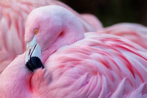 Are all flamingos pink? | Highlights Kids