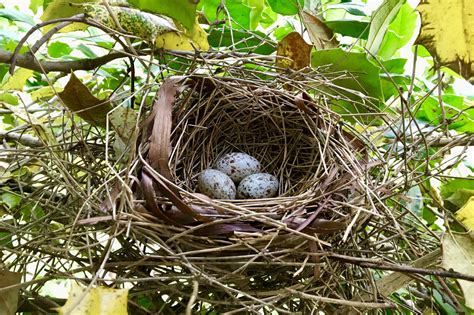 Northern Cardinal Nest – Seashore to Forest Floor