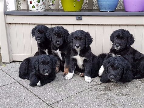 Golden Retriever x Springer Spaniel Pups For Sale | in Dungannon, County Tyrone | Gumtree