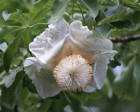 Flower of Baobab (Adansonia digitata) in Botswana | Flowerin… | Flickr