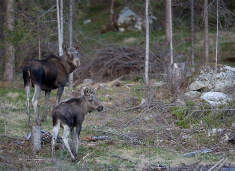 Wildlife Norway – Siemerink Photography