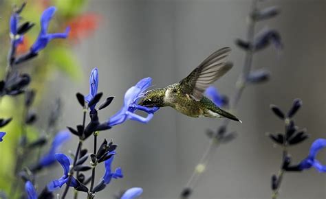 HUMMINGBIRD WITH BLUE FLOWER, ANIMAL, BLUE, FLOWER, HUMMINGBIRD, HD wallpaper | Peakpx