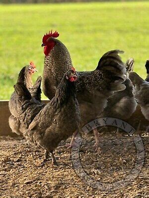 12+2 Blue Cuckoo Maran Hatching Eggs! | eBay