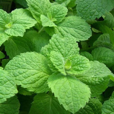 Apple Mint (Mentha Suaveolens) - Uses, Health Benefits and Pictures