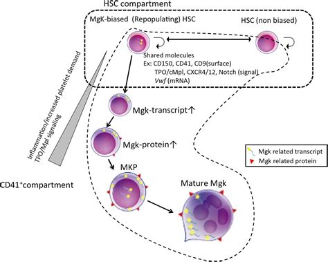 Hematopoiesis Lineage