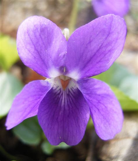 Edible Flowers Sweet Violet Viola Odorata - 50 Seeds