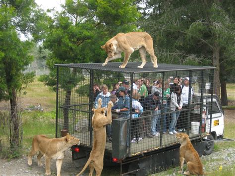 File:Orana Wildlife Park feeding lions.jpg - Wikipedia