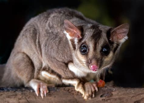 Unique Animals Of Australia - Into The Wild Experience!