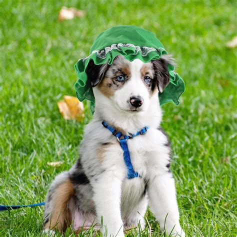 Dog Spinny Hat Dog Hat Small Dogs Dog Bathing Suit Cat Bonnet | eBay