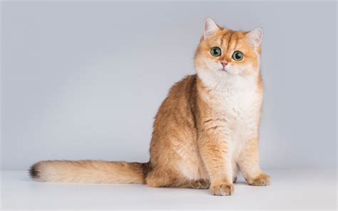 Download wallpapers Ginger British cat, cat with big green eyes, cute animals, British shorthair ...