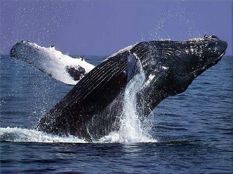 Humpback Whales | Margaret River Wine & Discovery Tours / No 1 on TRIPADVISOR