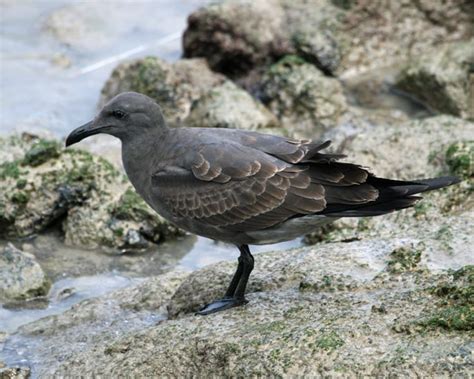 Lava Gull photos | Birdspix