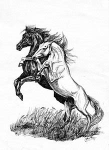 Wild Horse Sketch at PaintingValley.com | Explore collection of Wild ...