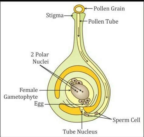 draw a flowchart to explain fertilization in flowering plants with the ...