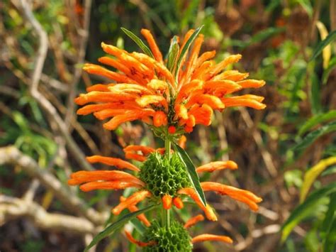 How To Grow and Care for Leonotis leonurus (Wild Dagga) | Florgeous