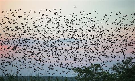 Swarm Of Birds Photograph by Franz Aberham - Fine Art America