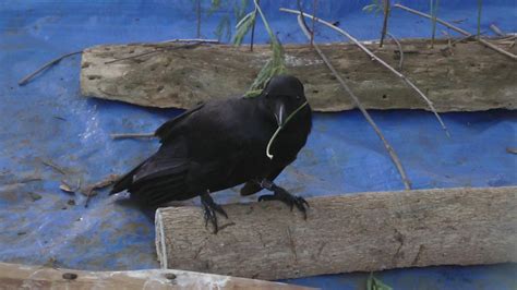 Wild New Caledonian crows possess tool-craft talent - BBC News