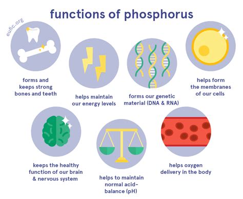 Phosphate Role in Human Health and Body Function