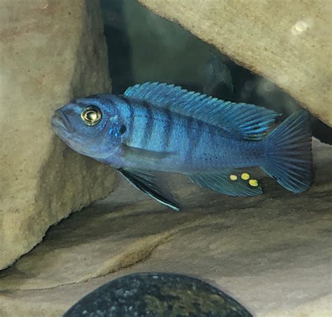 Identifying some of my mbuna species | Cichlid Fish Forum