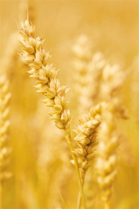 Yellow Grain Free Stock Photo - Public Domain Pictures