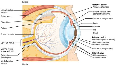 Diagnostics: Ocular Ultrasound — Taming the SRU