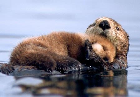 Otters cuddling | Otters | Pinterest | Cuddling and Otter