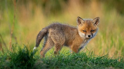 Baby Red Fox (Vulpes Vulpes) Stock Image - Image of cute, animal: 293493499