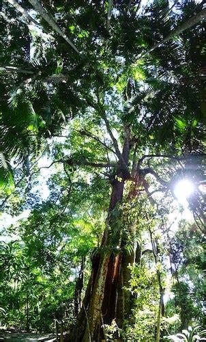 Mount Tamborine Skywalk cost: is it worth it?