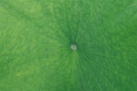 Lotus leaves texture closeop Photo | Premium Download