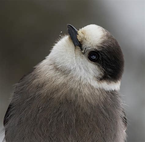 Canada's national bird Photograph by Mircea Costina Photography | Pixels