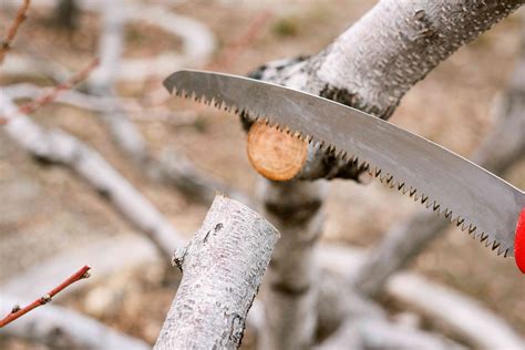 How to Use a Pruning Saw for Trees and Shrubs