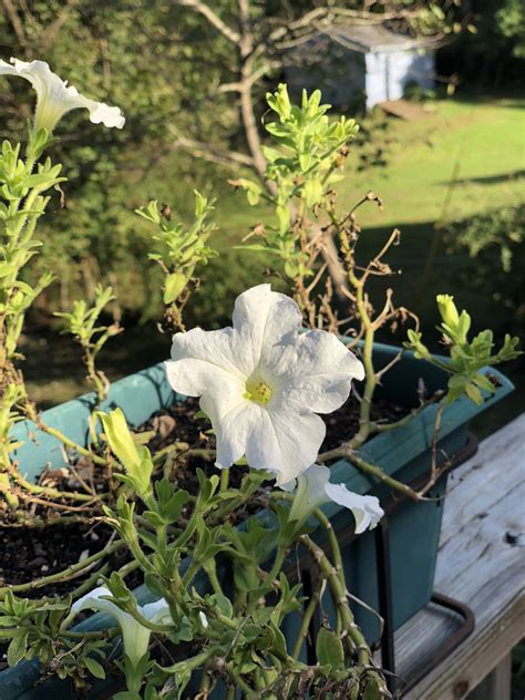 End of season, white petunia | Petunias, Seasons, Garden