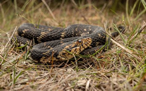 Banded Water Snake - Nerodia fasciata fasciata — HongKongSnakeID.com