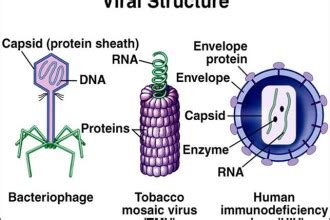 5 viruses dna structure : Biological Science Picture Directory – Pulpbits.net