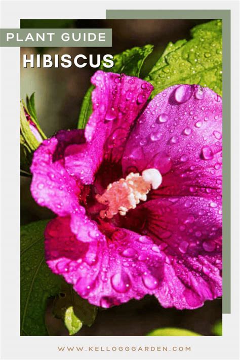 Learn About Hibiscus Plant Care | Kellogg Garden Organics™