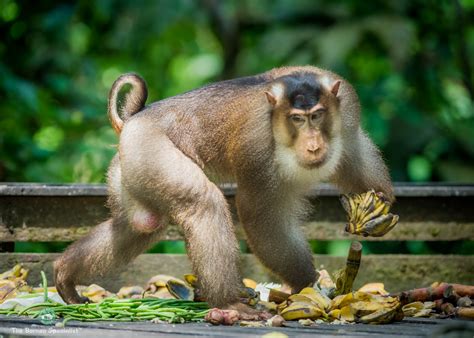 Sepilok Wildlife | Borneo Eco Tours