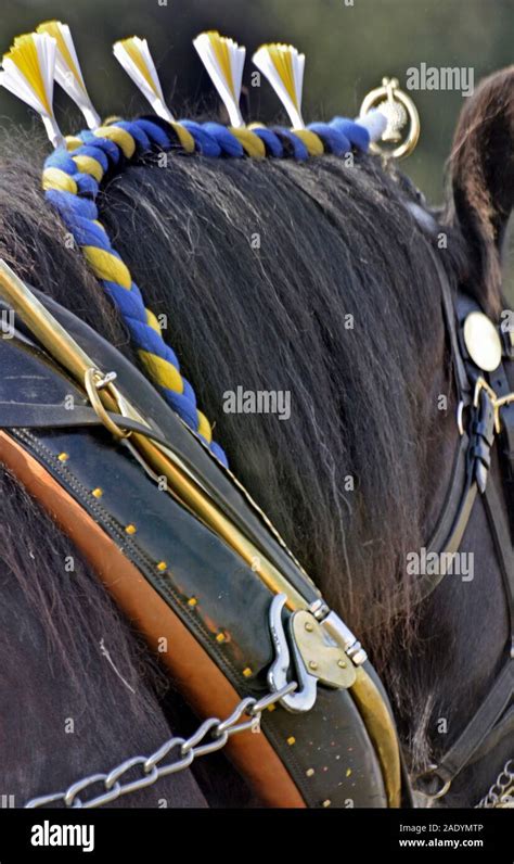 show shire horse Stock Photo - Alamy