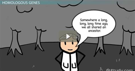 Homologous Genes: Definition & Types - Video & Lesson Transcript ...