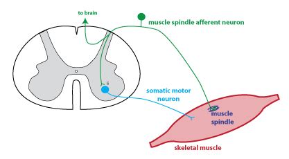 Spinal Reflexes