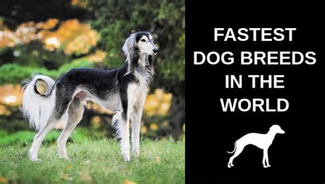 20 Fastest Dog Breeds in the World - Spoiled Hounds