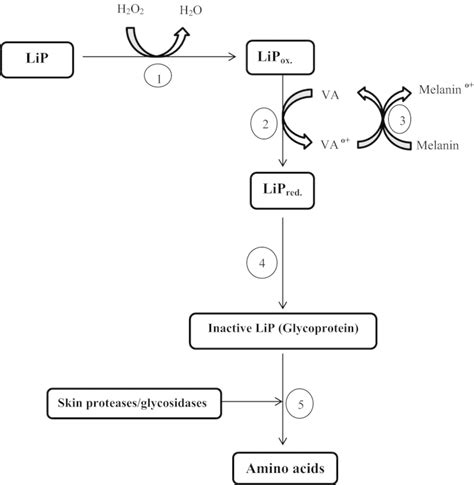 Mechanism of action of lignin peroxidase as cosmetic lightening agent.... | Download Scientific ...