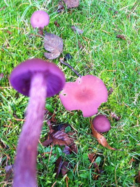 What is this Purple mushroom? - Mushroom Hunting and Identification ...