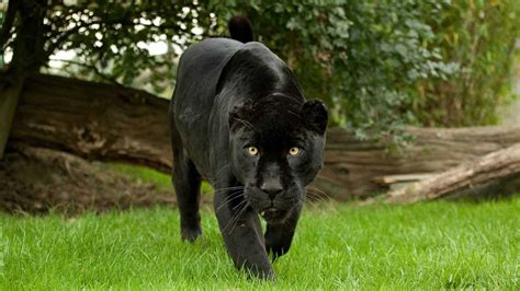 Animals Black Jaguar Wild Cat Wallpaper 1920x1080 - Life Wallpapers ...