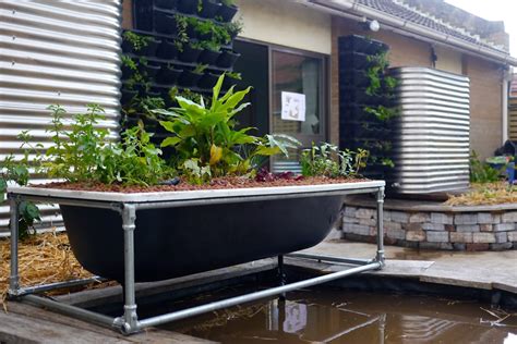 Making a DIY Bathtub Aquaponics System - Milkwood: permaculture courses, skills + stories