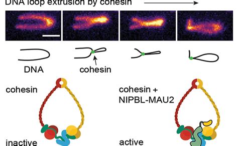 Research Highlights | Vienna BioCenter