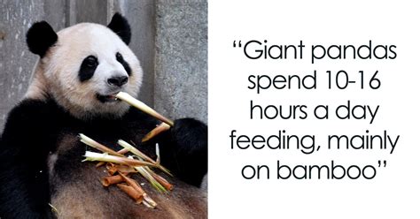 31 Facts About Pandas To Confirm Their Cuteness | Bored Panda