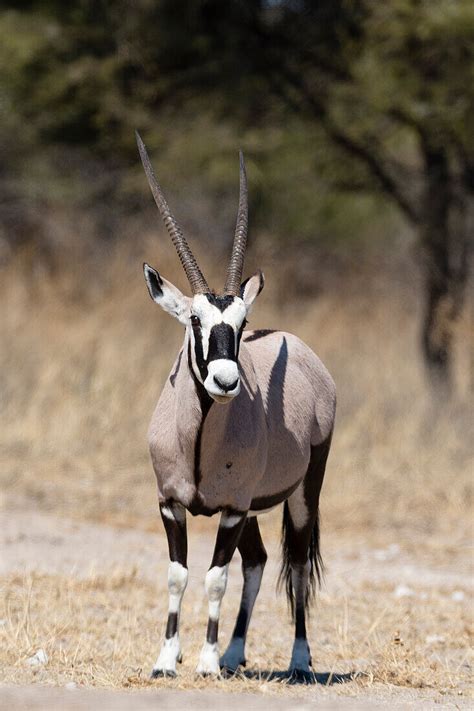 Gemsbok (Oryx gazella), Kalahari, … – License image – 71205933 lookphotos