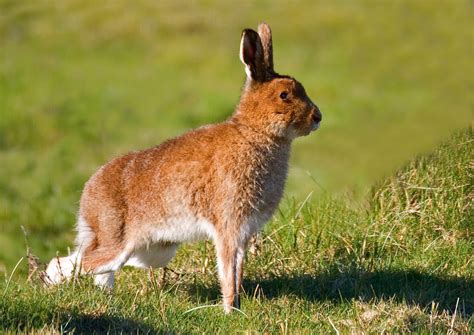 Irish Wildlife Photography: Irish Hare