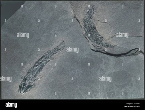 Fossils - Deuterostomia - Chordata - Sarcopterygii - Osteolepis ...