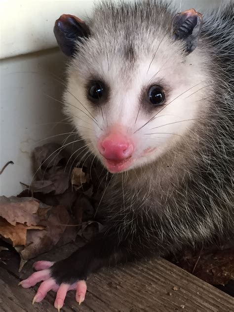 Pin on Opossum! - Possum